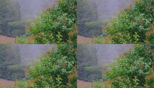 雨中滴水的树叶高清在线视频素材下载