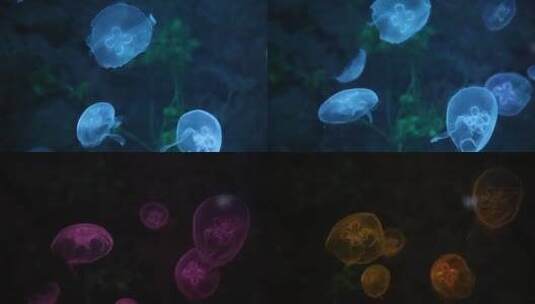 水母 海蜇 水族馆高清在线视频素材下载