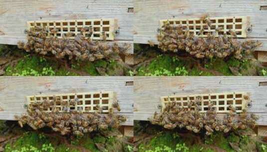 蜜蜂养殖场 飞舞的蜜蜂在蜂箱进进出出高清在线视频素材下载