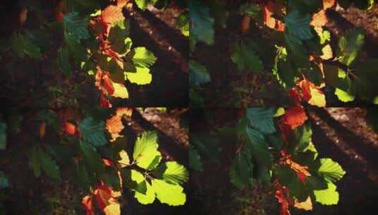 秋天夕阳西下阳光透过树林照在树叶上高清在线视频素材下载