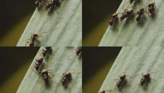 蚂蚁在叶子上爬行高清在线视频素材下载