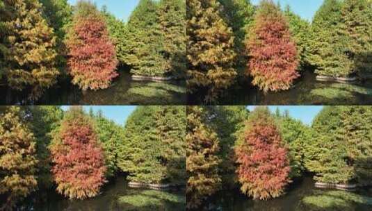 秋天南京燕雀湖水杉林和枝头栖息的白鹭高清在线视频素材下载