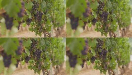 葡萄园中成熟的葡萄高清在线视频素材下载