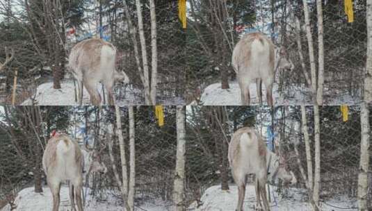 冬天的东北驯鹿部落踏雪高清在线视频素材下载