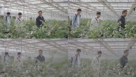 村支书带调研人员参观蓝莓种植基地高清在线视频素材下载