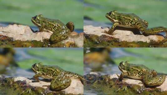 4K青蛙爬行高清在线视频素材下载