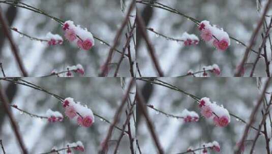 冬季下雪红梅花盛开红梅傲雪高清在线视频素材下载