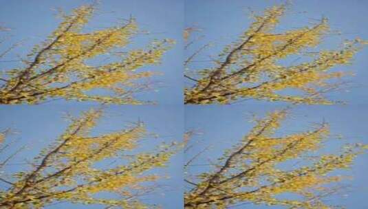 晴朗天气下金黄的银杏树叶在风中摇曳高清在线视频素材下载