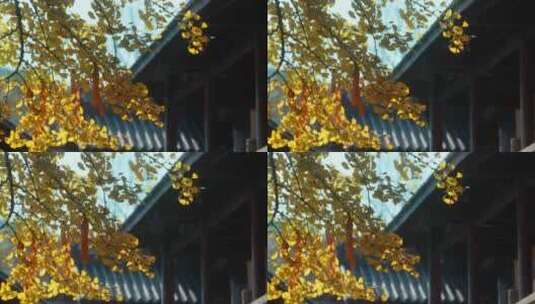 重庆天心寺银杏实拍高清在线视频素材下载