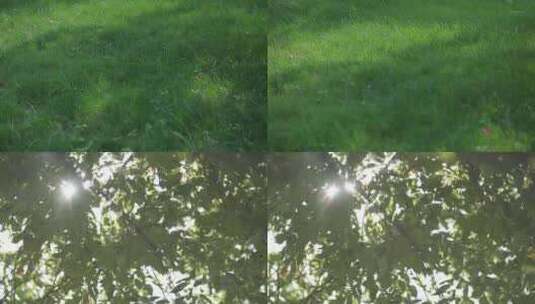 草坪树叶光影高清在线视频素材下载