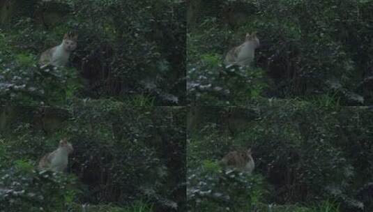 树林里的野猫高清在线视频素材下载