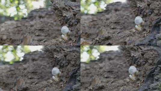 4K枯木生长的蘑菇高清在线视频素材下载
