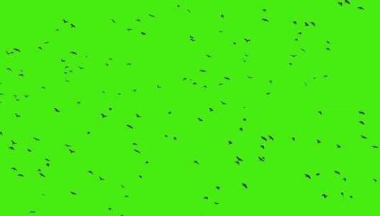 飞翔的鸟群绿幕抠像高清在线视频素材下载