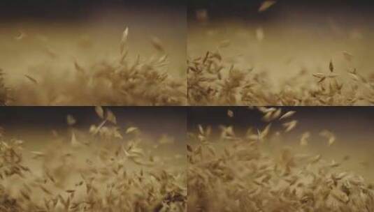 Airy舞中的大麦颗粒动态种子分离高清在线视频素材下载