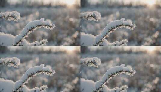 冬天雪地特写雪天风景下雪风光唯美冬季雪景高清在线视频素材下载