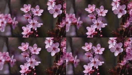 粉色的桃花盛开高清在线视频素材下载