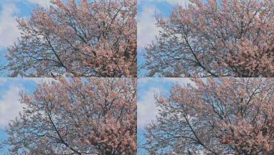 春风吹动蓝天下的樱花树高清在线视频素材下载