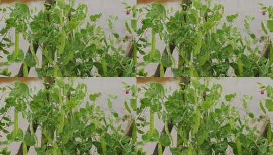 兰豆豌豆豌豆尖菜地种植物高清在线视频素材下载
