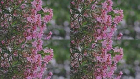 春暖花开粉色花朵雨中花朵高清在线视频素材下载