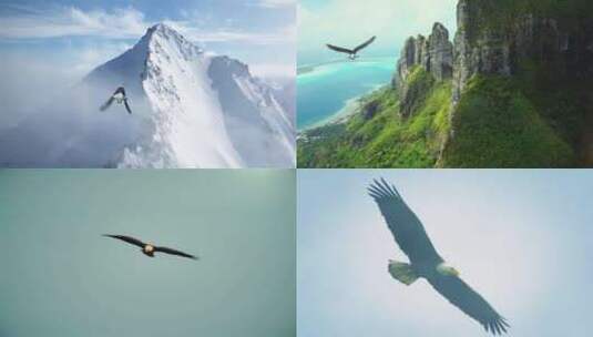 雄鹰飞舞觅食鸟类生活高清在线视频素材下载