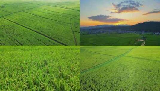 稻田水稻种植农业高清在线视频素材下载