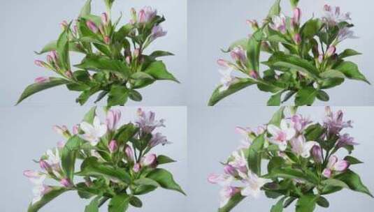 绶带花开花延时摄影高清在线视频素材下载