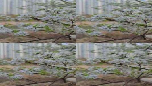 花卉梨花风吹花卉树木高清在线视频素材下载