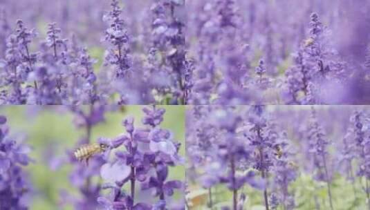 蜜蜂采蜜 薰衣草 紫色花朵 多片段素材高清在线视频素材下载