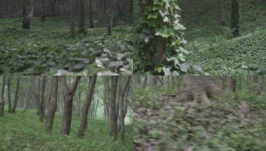 森林 迷路 自然环境素材高清在线视频素材下载