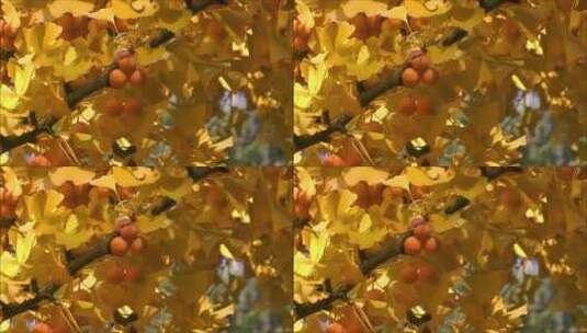 秋天银杏变黄了，树上挂着银杏果高清在线视频素材下载