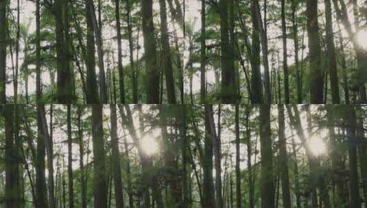 绿色森林阳光唯美光影高清在线视频素材下载