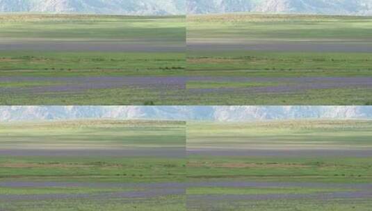 蒙古草原上开花的大型草甸高清在线视频素材下载