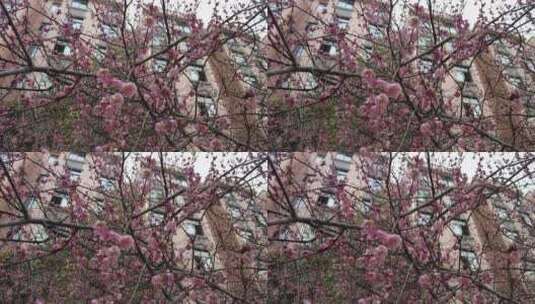 腊梅鲜花冬天盛开实拍高清在线视频素材下载
