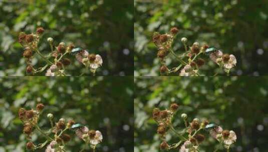 花园、甲虫、绿玫瑰金龟子、黑莓荆棘花高清在线视频素材下载