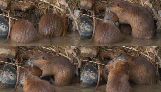 海狸鼠、食草动物、Coypu、啮齿动物高清在线视频素材下载