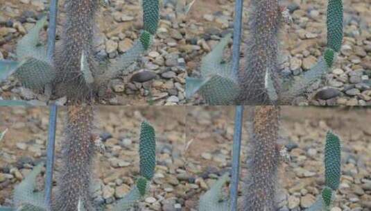 热带带刺沙生植物特写高清在线视频素材下载