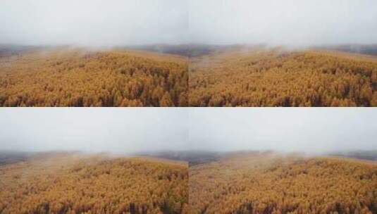 呼伦贝尔森林秋天林场白桦林航拍高清在线视频素材下载