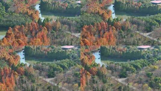 秋天生态湿地  红杉树林  落羽杉林高清在线视频素材下载