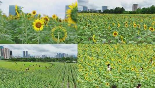 深圳向日葵花海航拍合集高清在线视频素材下载