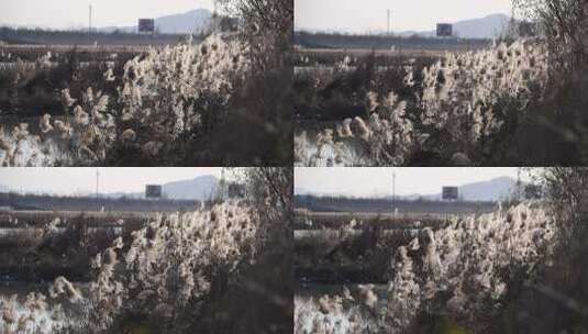芦苇 湿地 芦苇田 植物 大片芦苇 芦苇地高清在线视频素材下载