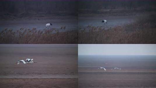 8K湿地野生鸟类鸟浪鸟群空镜合集高清在线视频素材下载