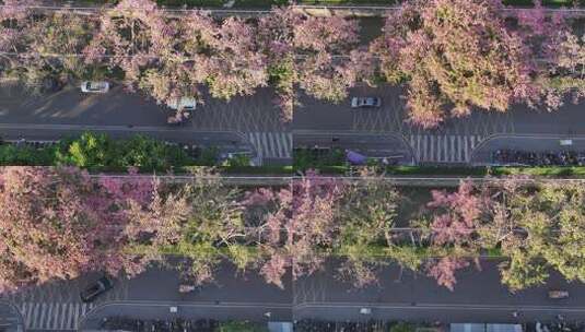 中国广东省广州市荔湾区坦尾美丽异木棉高清在线视频素材下载