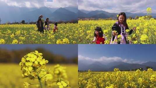 大合集油菜花包含蜜蜂特写和航拍大全景高清在线视频素材下载