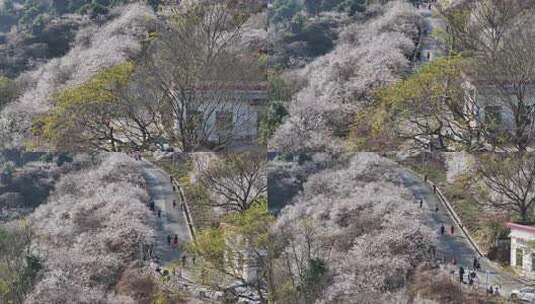 中国广东省广州市从化区广州流溪梅花节高清在线视频素材下载