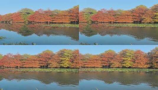 南京燕雀湖：水边多彩树林倒影的自然风景高清在线视频素材下载