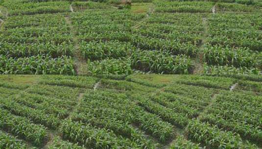 农田玉米种植俯瞰景象高清在线视频素材下载