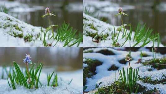 雪地里的早春花朵 破冰而出的生命力高清在线视频素材下载