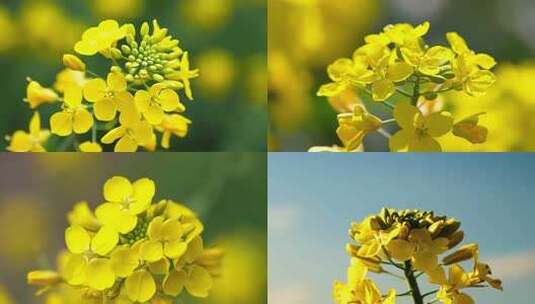 合集-油菜花延时蜜蜂春天蜜蜂田野油菜花高清在线视频素材下载