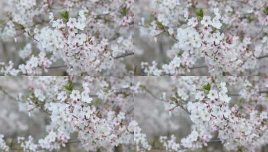 樱花空镜-特写-24高清在线视频素材下载