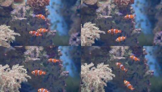 水族馆海洋馆珊瑚鱼类高清在线视频素材下载